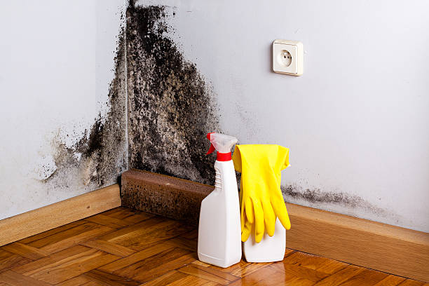 Professional Mold Removal in La Pine, OR