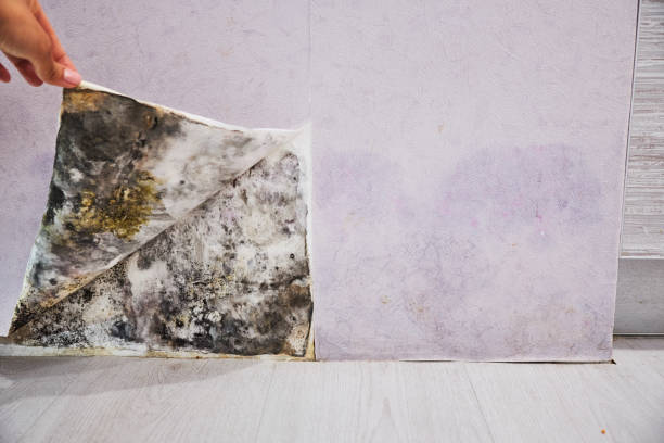 Best Professional Mold Removal  in La Pine, OR